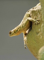 Lézard