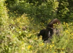 La vallée des singes Romagne 2011