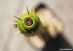 Cactus blooming 